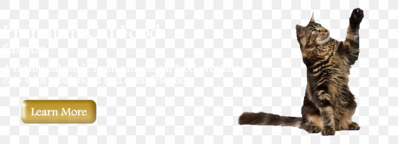 Maine Coon Stock Photography Royalty-free, PNG, 951x346px, Maine Coon, Animal Figure, Carnivoran, Cat, Cat Like Mammal Download Free