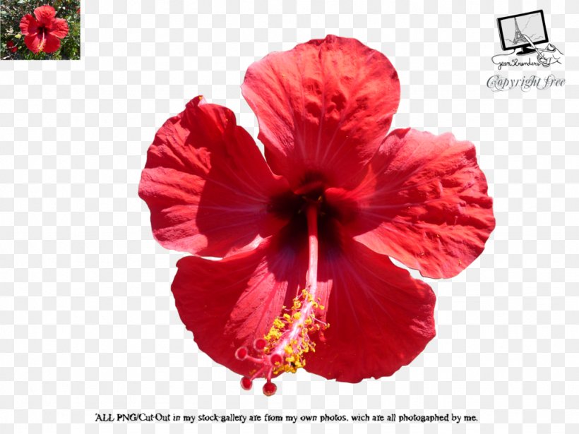 Shoeblackplant Common Hibiscus Hotel, PNG, 1024x768px, Shoeblackplant, China Rose, Chinese Hibiscus, Common Hibiscus, Discounts And Allowances Download Free