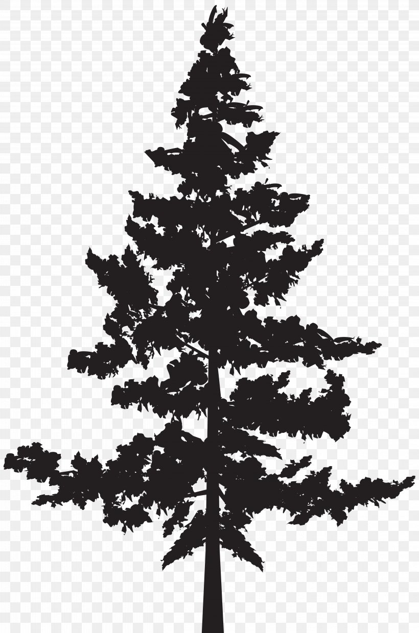 Western Red-cedar Tree Evergreen Blue Spruce, PNG, 5287x8000px, Cedar, Black And White, Blue Spruce, Branch, Christmas Decoration Download Free