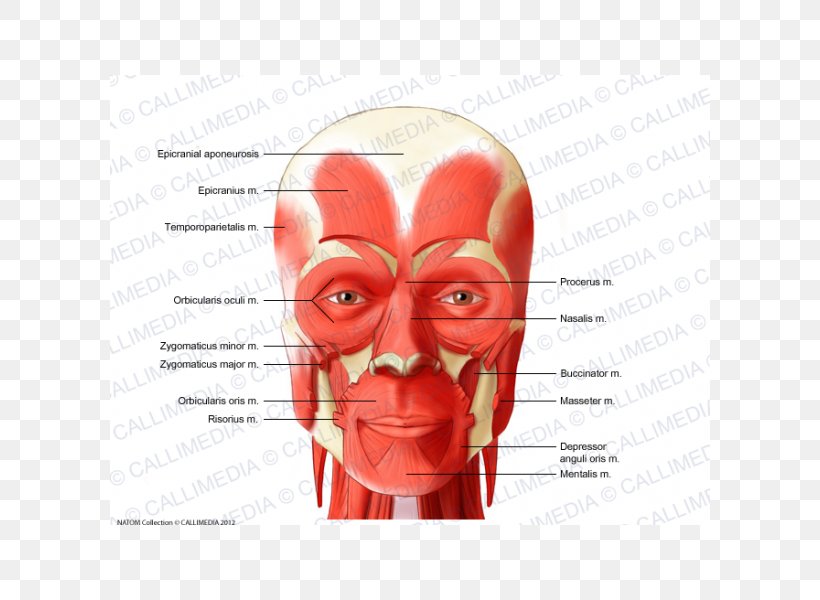 Zygomaticus Major Muscle Anterior Triangle Of The Neck Muscular System, PNG, 600x600px, Watercolor, Cartoon, Flower, Frame, Heart Download Free