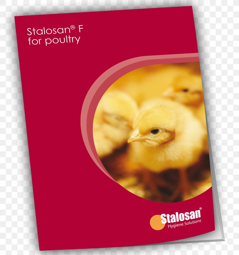 Broiler Chicken Poultry Farming Stalosan F 8 Kg, PNG, 800x876px, Broiler, Advertising, Brand, Cattle, Chicken Download Free