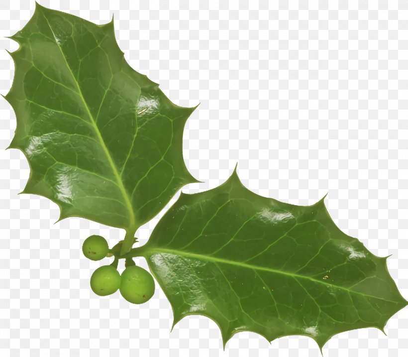 Christmas Holly Ilex Holly, PNG, 1300x1138px, Christmas Holly, American Holly, Black Oak, Christmas, Flower Download Free