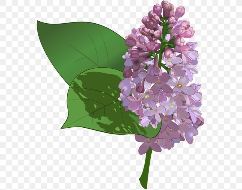 Clip Art Vector Graphics Image Flower, PNG, 600x643px, Flower, Centerblog, Cut Flowers, Floral Design, Flowering Plant Download Free