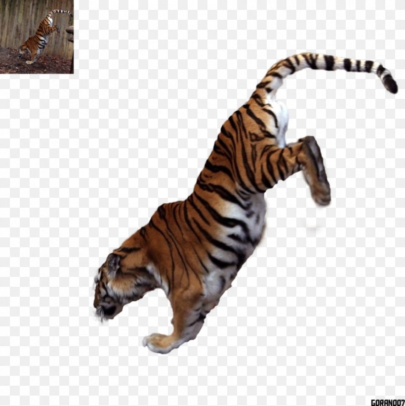 Tiger Big Cat Terrestrial Animal Fur, PNG, 893x895px, Tiger, Animal, Big Cat, Big Cats, Carnivoran Download Free