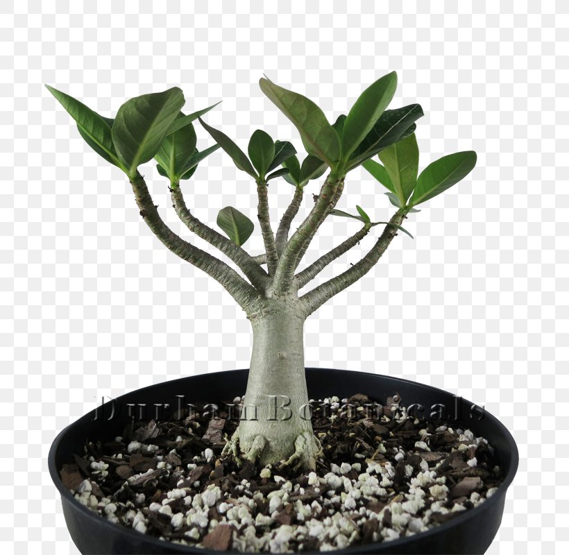 Adenium Arabicum Tree Cactaceae Frangipani Bonsai, PNG, 800x800px, Adenium Arabicum, Adenium, Bonsai, Cactaceae, Flowerpot Download Free