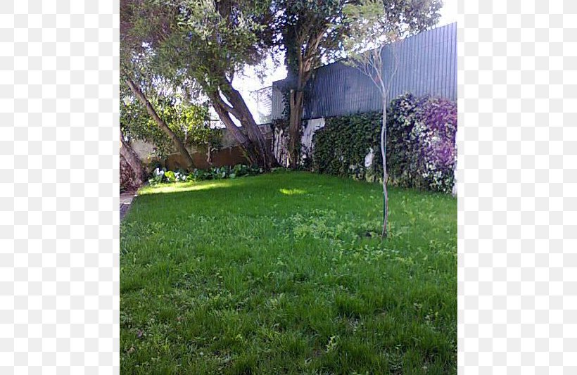 Backyard Property Tree Lawn Purple, PNG, 800x533px, Backyard, Area, Cottage, Estate, Flora Download Free