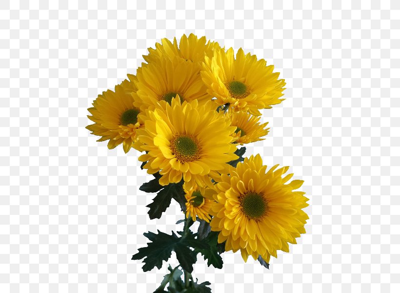 Chrysanthemum Transvaal Daisy Cut Flowers Floral Design Marguerite Daisy, PNG, 500x600px, Chrysanthemum, Annual Plant, Argyranthemum, Calendula, Chrysanths Download Free
