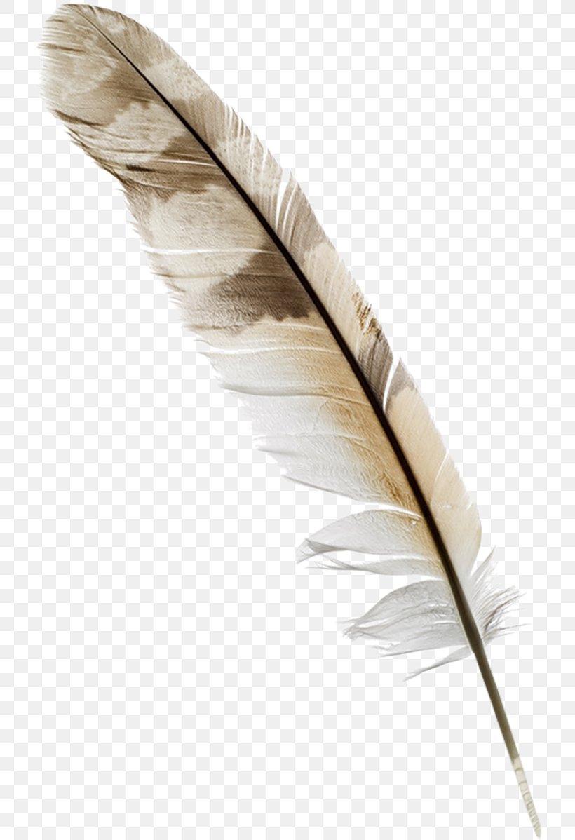 Feather Quill Nib Pen Bird, PNG, 731x1198px, Feather, Bird, Drawing, Information, Inkwell Download Free