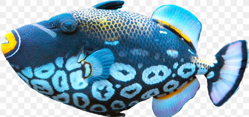 Fish Food Clip Art, PNG, 1528x721px, Fish, Aquarium, Blue, Cobalt Blue, Color Download Free