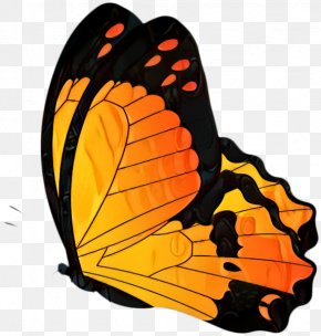 Full-Color Decorative Butterfly Illustrations Clip Art Butterflies Old World Swallowtail PNG