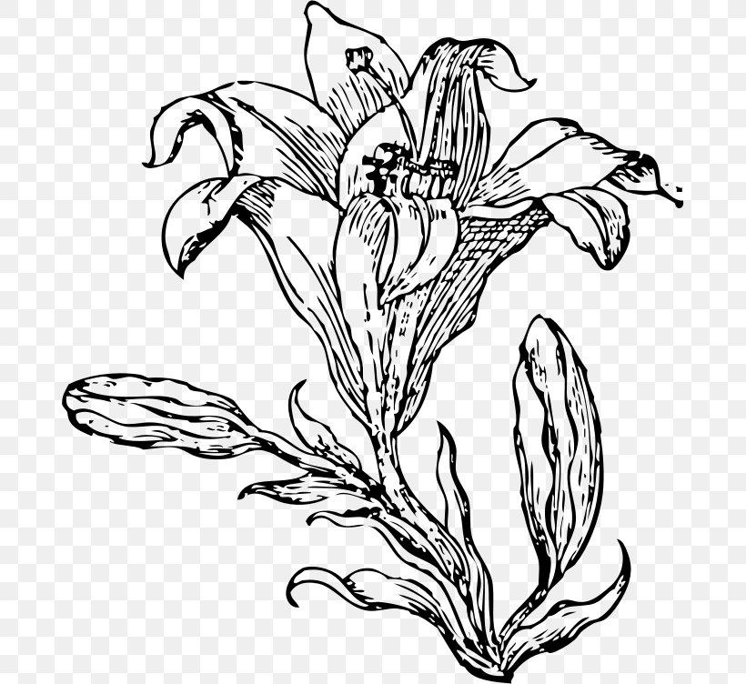 Lilium Clip Art, PNG, 684x752px, Lilium, Art, Artwork, Black And White, Botany Download Free