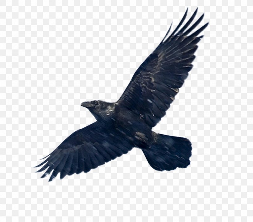 Common Raven Libra Zodiac Astrological Sign Horoscope, PNG, 1024x897px, Common Raven, Accipitriformes, American Crow, Aquarius, Astrological Sign Download Free