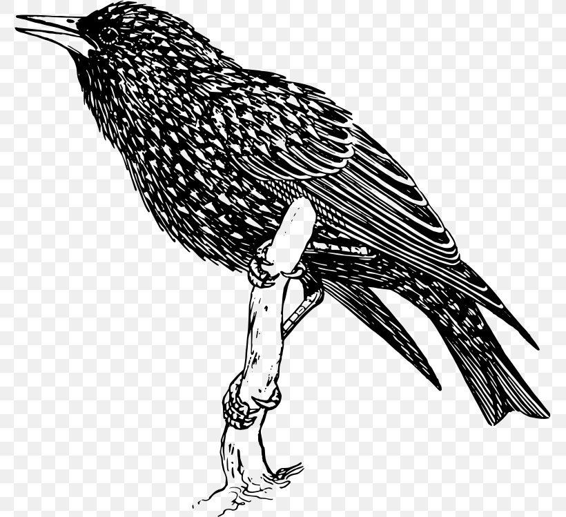 Common Starling Bird Clip Art, PNG, 777x749px, Common Starling, Art, Beak, Bird, Bird Of Prey Download Free