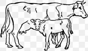 Calf - Hereford Cattle Calf Angus Cattle Clip Art PNG