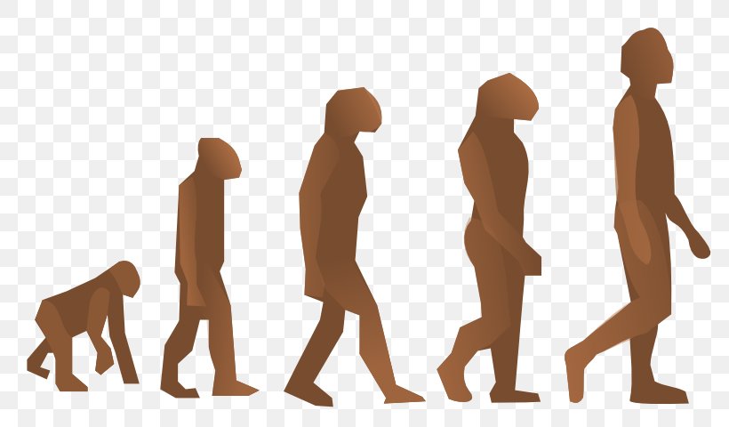 Human Evolution Homo Sapiens Biology Origen Del Hombre, PNG, 800x480px, Human Evolution, Adn Escombraries, Arm, Biologist, Biology Download Free