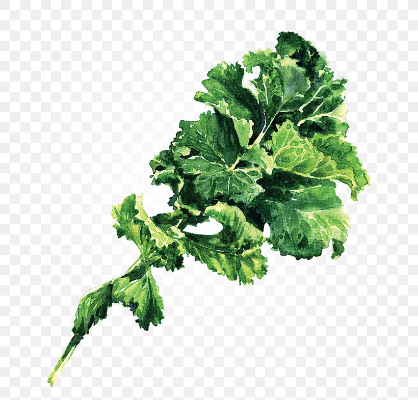 Lacinato Kale Leaf Vegetable Stock Photography, PNG, 1200x1150px, Lacinato Kale, Cabbage, Collard Greens, Drawing, Food Download Free