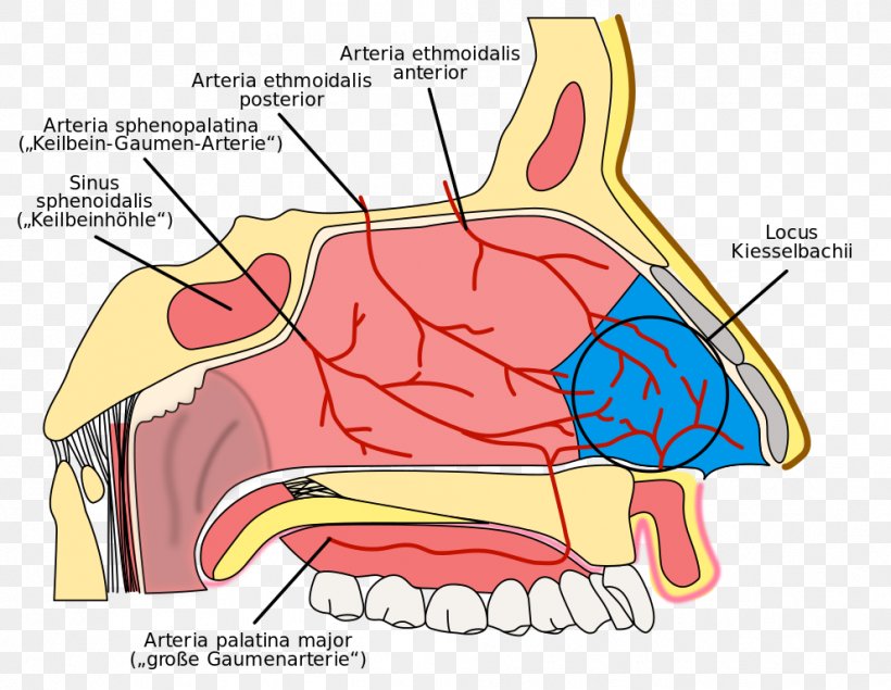 Nasal Cavity Kiesselbach's Plexus Nosebleed Ethmoid Sinus Anatomy Of The Human Nose, PNG, 991x768px, Watercolor, Cartoon, Flower, Frame, Heart Download Free
