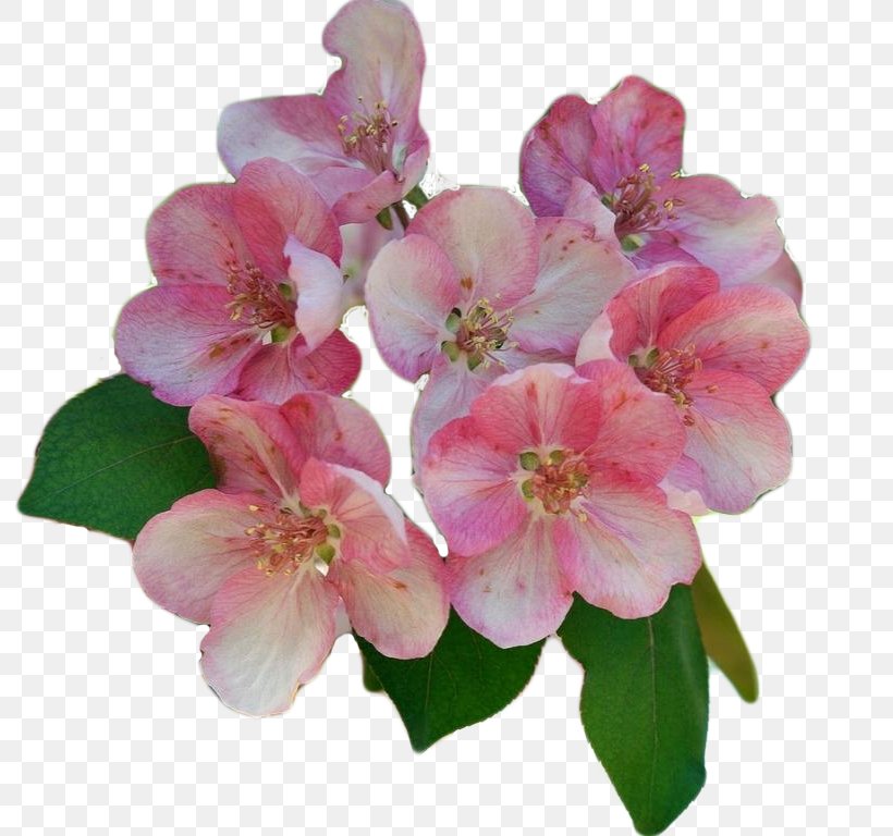 Blossom Pink Plant, PNG, 795x768px, Blossom, Cherry Blossom, Cut Flowers, Flower, Flowering Plant Download Free