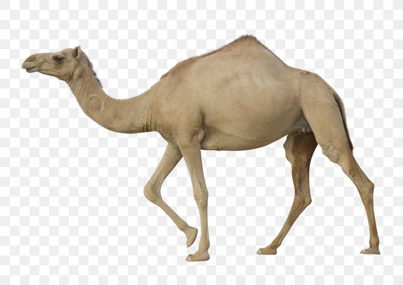 Dromedary Bactrian Camel, PNG, 2400x1700px, Dromedary, Arabian Camel, August 15 2017, Bactrian Camel, Camel Download Free
