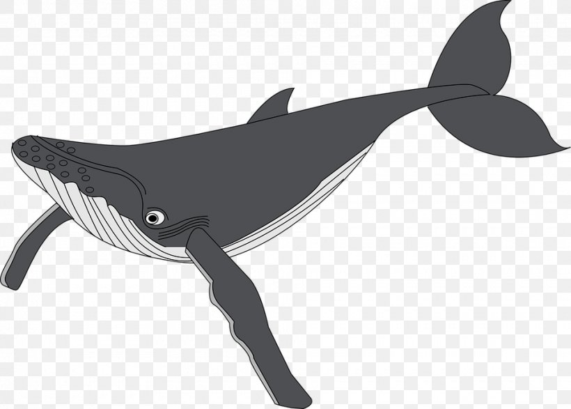 Humpback Whale Clip Art, PNG, 960x688px, Humpback Whale, Black, Black And White, Blue Whale, Dolphin Download Free