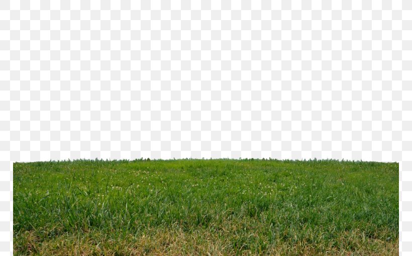 Lawn Garden Royalty-free Clip Art, PNG, 768x509px, Lawn, Agriculture, Crop, Ecoregion, Ecosystem Download Free