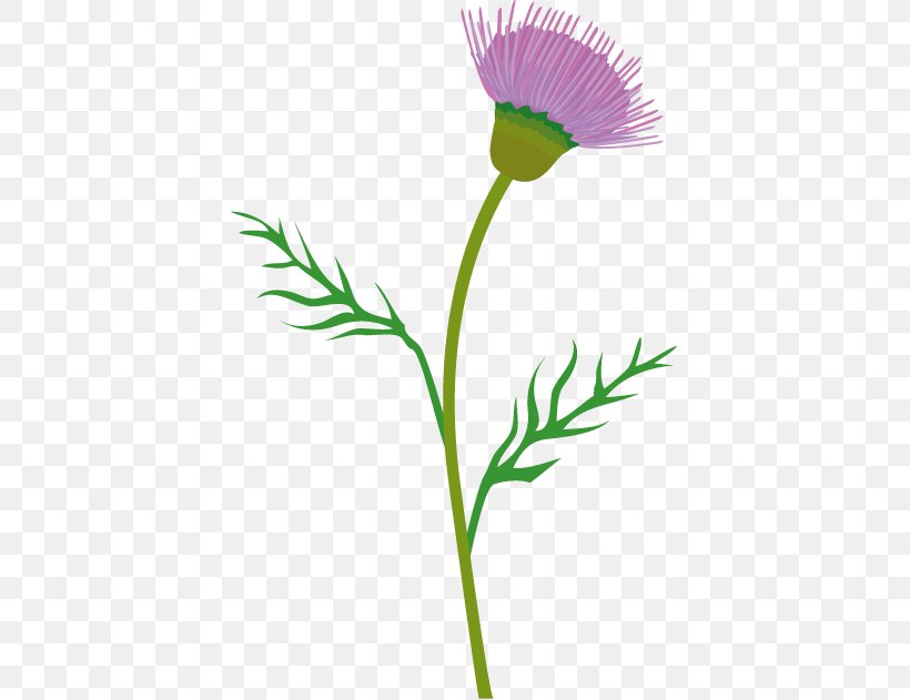 Clip Art Spear Thistle Creeping Thistle Vector Graphics, PNG, 403x631px, Thistle, Art, Cirsium, Creeping Thistle, Cut Flowers Download Free