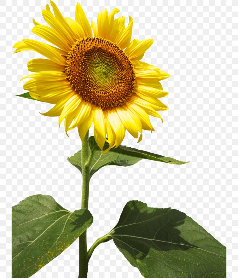 Common Sunflower Sunflower Seed Annual Plant Select Price, PNG, 740x961px, Common Sunflower, Annual Plant, Asterales, Daisy Family, Flower Download Free