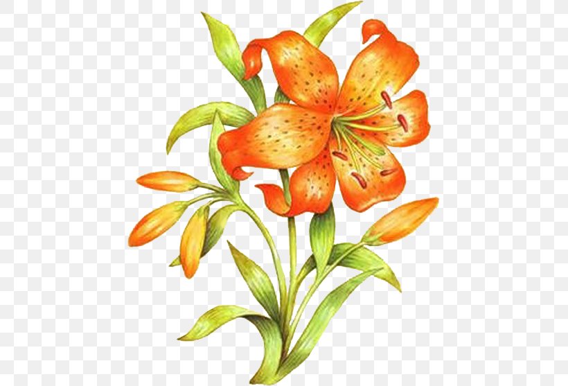 Orange Lily Floral Design Drawing Flower, PNG, 451x557px, Orange Lily, Alstroemeriaceae, Art, Cut Flowers, Decoupage Download Free