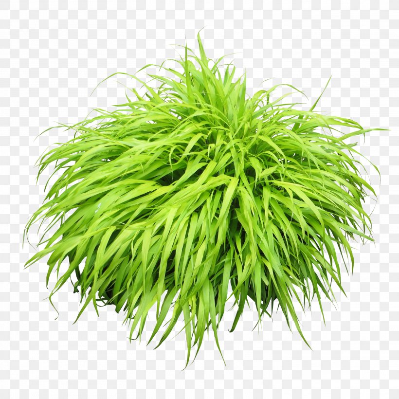 Shrub Icon, PNG, 2922x2922px, Plant, Bitmap, Display Resolution, Grass, Grass Family Download Free