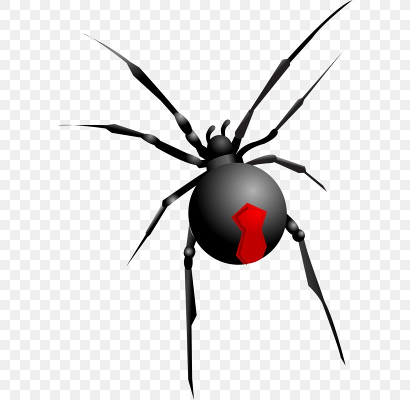 Spider Halloween Clip Art, PNG, 590x800px, Spider, Arachnid, Arthropod, Black Widow, Halloween Download Free