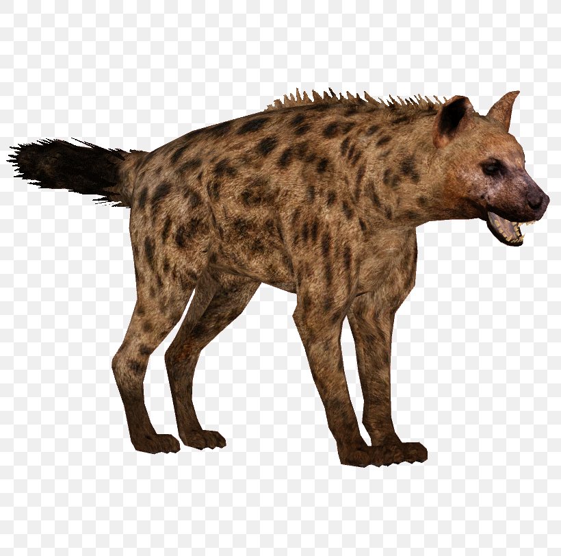 Spotted Hyena Icon Clip Art, PNG, 812x812px, Spotted Hyena, African Wild Dog, Animal, Carnivora, Carnivoran Download Free