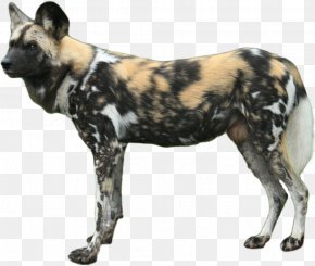 Dogs - White Shepherd African Wild Dog Dhole Puppy Wildcat PNG