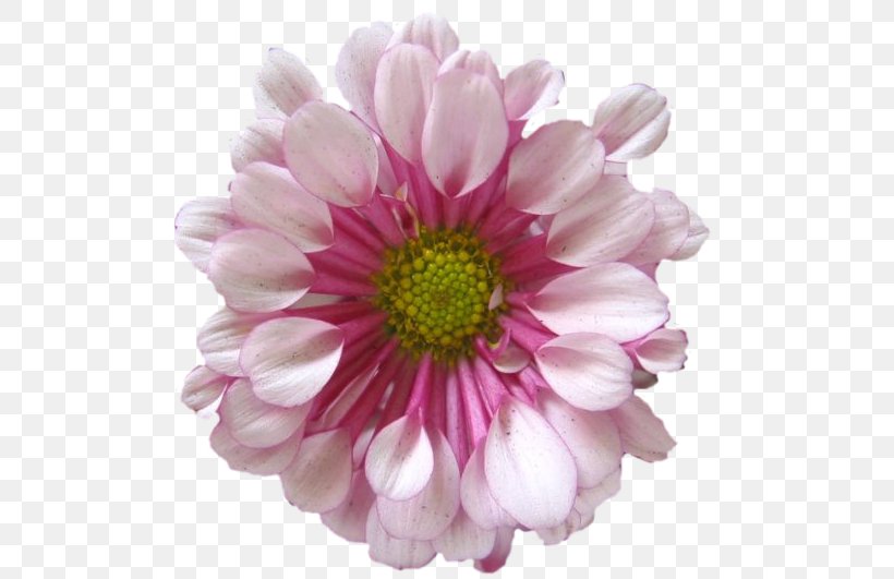 Chrysanthemum Marguerite Daisy Cut Flowers Dahlia Petal, PNG, 539x531px, Chrysanthemum, Annual Plant, Argyranthemum, Aster, Chrysanths Download Free