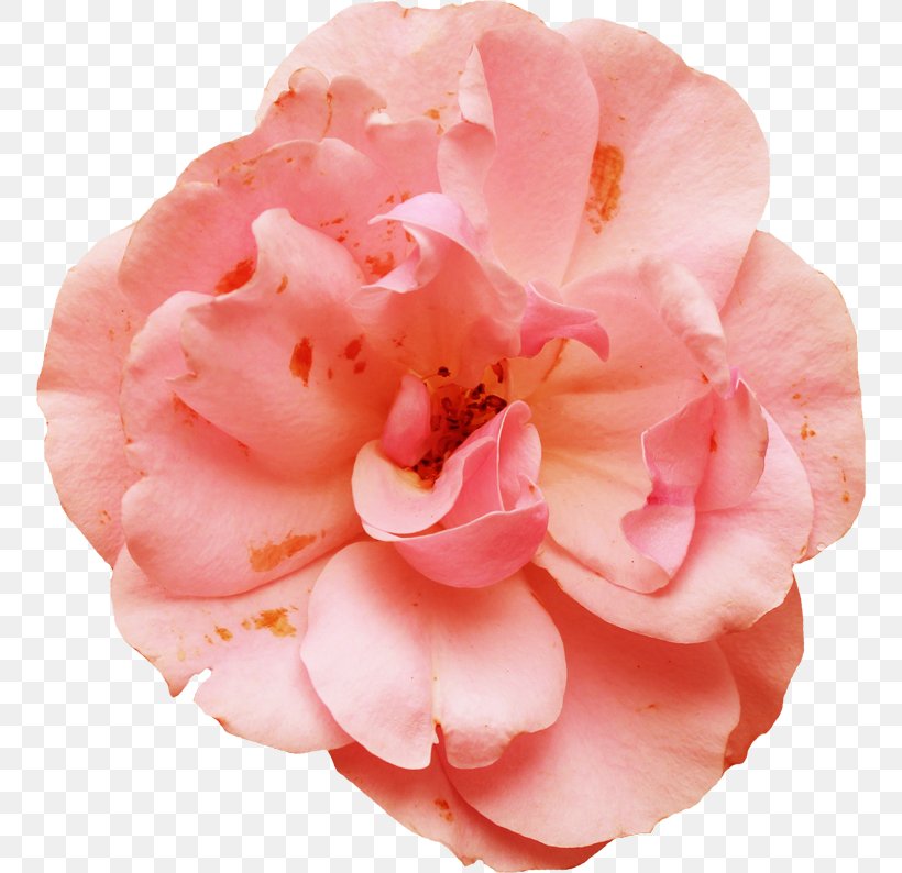 Garden Roses Centifolia Roses Pink Petal, PNG, 754x794px, Garden Roses, Camellia, Centifolia Roses, Cut Flowers, Floribunda Download Free