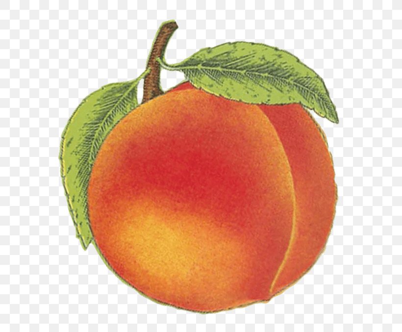 Blood Orange Peach Food Vegetarian Cuisine Wine, PNG, 677x677px, Blood Orange, Apple, Apricot, Bitter Orange, Citrus Download Free