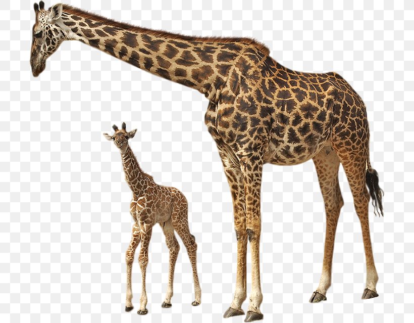 Image Okapi Northern Giraffe West African Giraffe, PNG, 705x639px, Okapi, Animal, Animal Figure, Child, Fauna Download Free