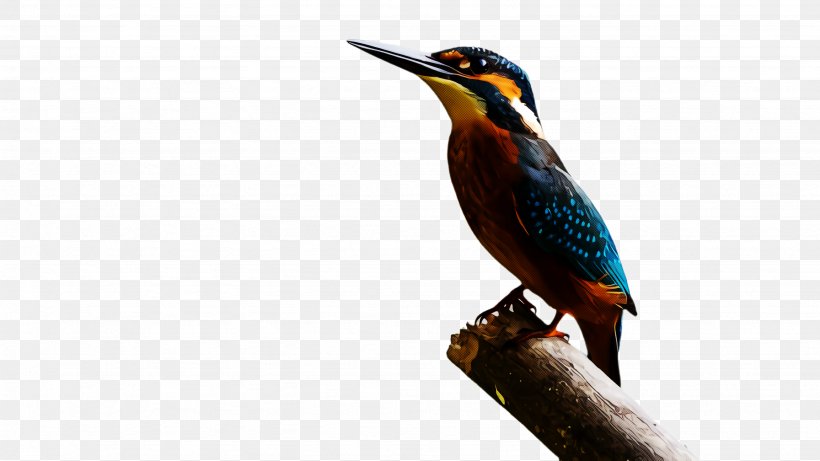 Bird Beak Coraciiformes Wildlife Piciformes, PNG, 2668x1500px, Bird, Beak, Coraciiformes, Green Heron, Piciformes Download Free