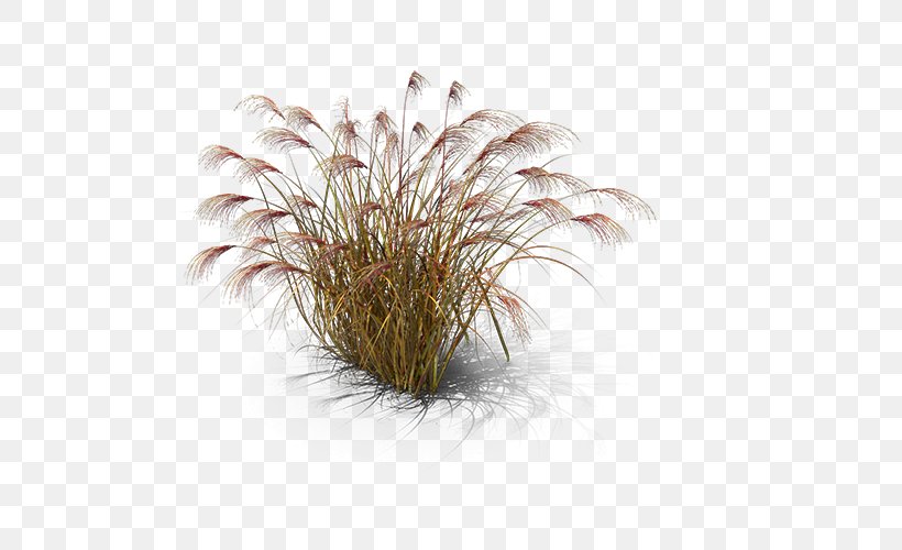 Chinese Silver Grass Miscanthus Giganteus, PNG, 500x500px, Chinese Silver Grass, Grass, Grass Family, Grasses, Lawn Download Free