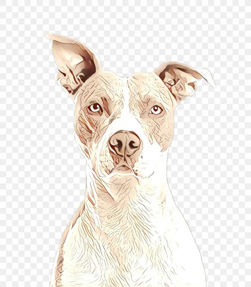 Bulldog Drawing, PNG, 1867x2140px, Cartoon, American Pit Bull Terrier, American Staffordshire Terrier, Ancient Dog Breeds, Boston Terrier Download Free