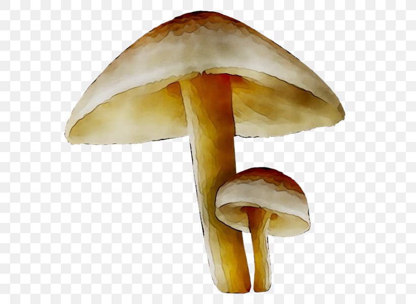 Clip Art Edible Mushroom Common Mushroom, PNG, 590x600px, Mushroom, Agaric, Agaricaceae, Agaricomycetes, Agaricus Download Free