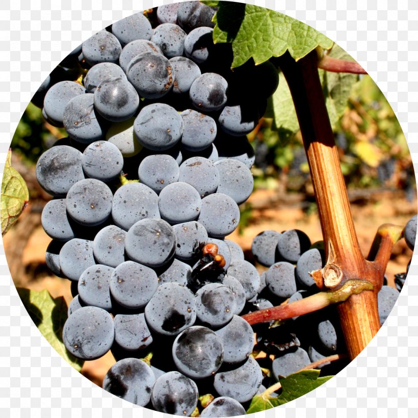 Grape Alicante Bouschet Portuguese Wine Varietal, PNG, 1114x1114px, Grape, Bilberry, Blueberry, Food, France Download Free