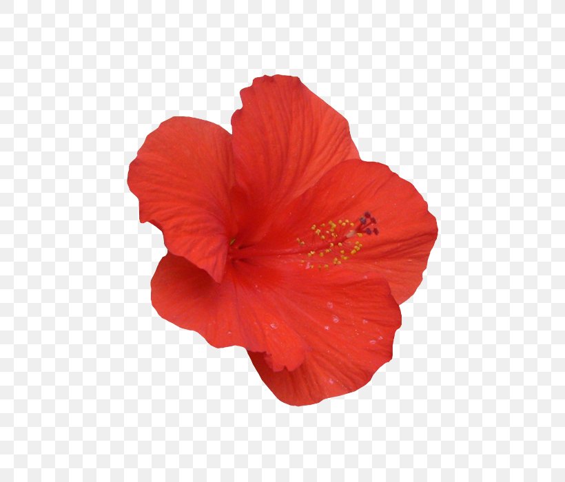 Shoeblackplant Hibiscus, PNG, 700x700px, Shoeblackplant, China Rose, Chinese Hibiscus, Flower, Flowering Plant Download Free