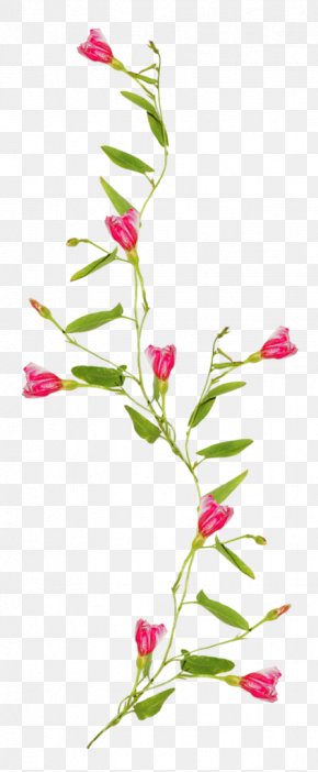 Flower - Floral Design Flower Vine Drawing Clip Art PNG