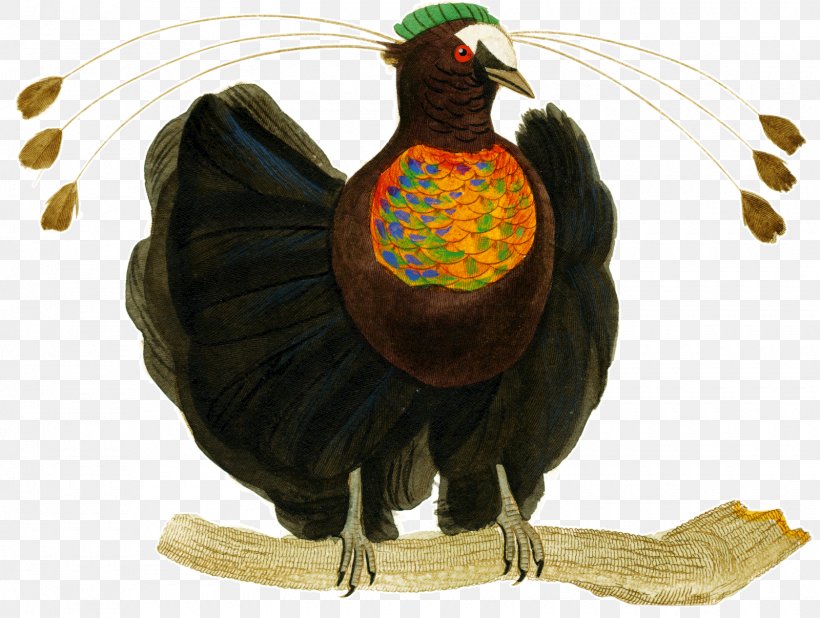 Histoire Naturelle Natural History Fauna Beak, PNG, 1600x1207px, Histoire Naturelle, Beak, Bird, Chicken, Fauna Download Free
