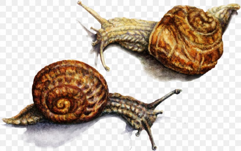 Pond Snails Schnecken Sea Snail Slug, PNG, 1280x808px, Pond Snails, Animal, Conchology, Escargot, Gastropods Download Free
