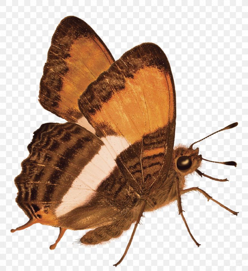 Brush-footed Butterflies Butterfly Moth Gossamer-winged Butterflies, PNG, 1021x1118px, Watercolor, Cartoon, Flower, Frame, Heart Download Free