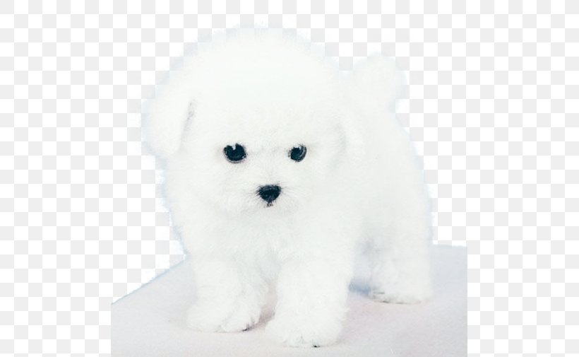 Maltese Dog Bichon Frise Bolognese Dog Havanese Dog Miniature Poodle, PNG, 505x505px, Maltese Dog, Bichon, Bichon Frise, Bolognese, Bolognese Dog Download Free