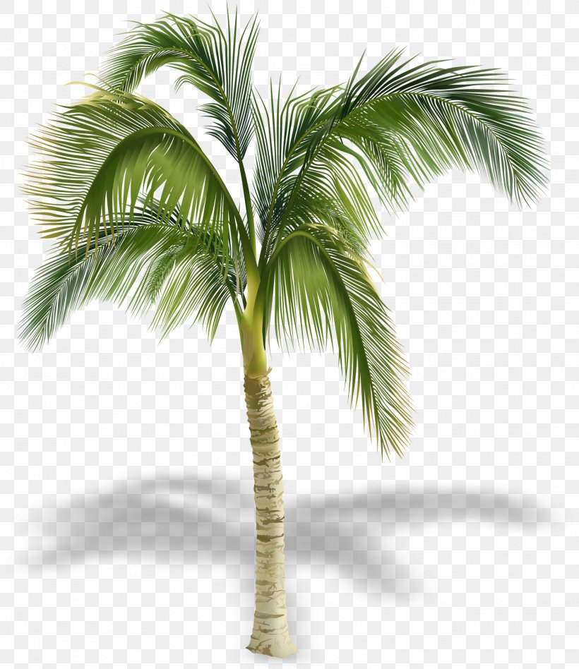 Arecaceae Stock Photography Tree Royalty-free, PNG, 1524x1763px ...