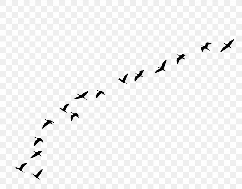 Bird Flight Goose Clip Art, PNG, 2203x1716px, Bird, Animal Migration, Beak, Bird Flight, Bird Migration Download Free