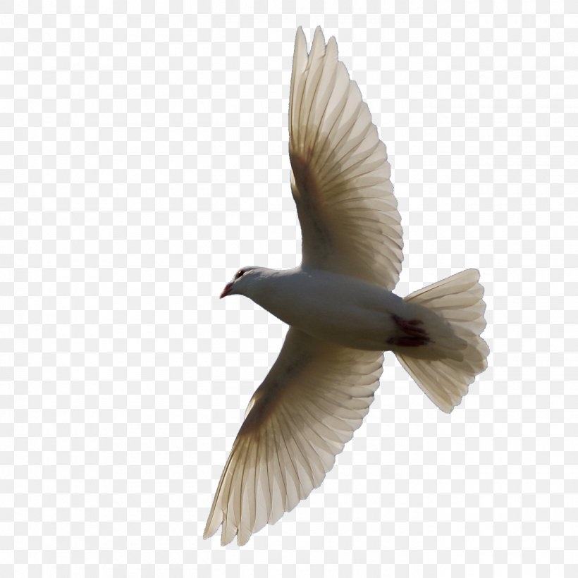 Bird Homing Pigeon Clip Art, PNG, 1400x1400px, Bird, Beak, Bird Flight, Columbidae, Columbinae Download Free